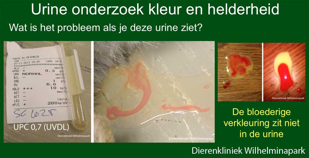 Macroscopisch is er bloed bij de urine. Dierenkliniek Wilhelminapark Utrecht